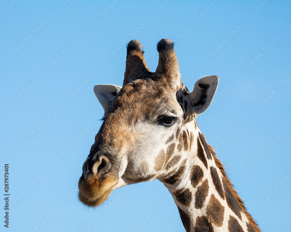 Fototapeta premium Giraffe Portrait