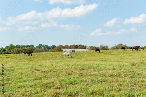 Thoroughbred horses grazing in field