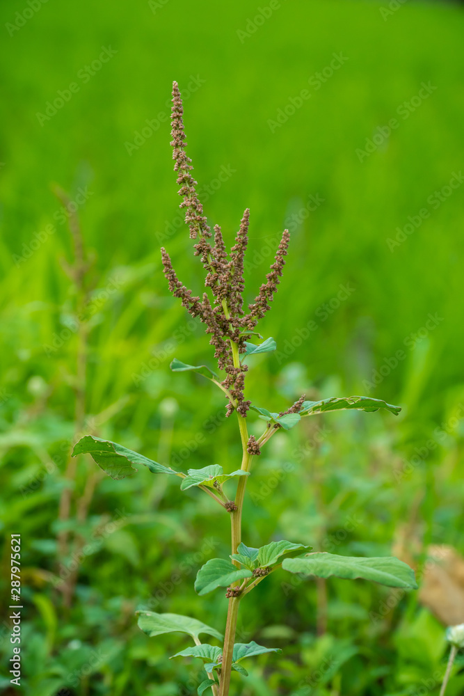 slender amaranth, slender amaranthus, pigweed slender amaranth, slender amaranthus, pigweed