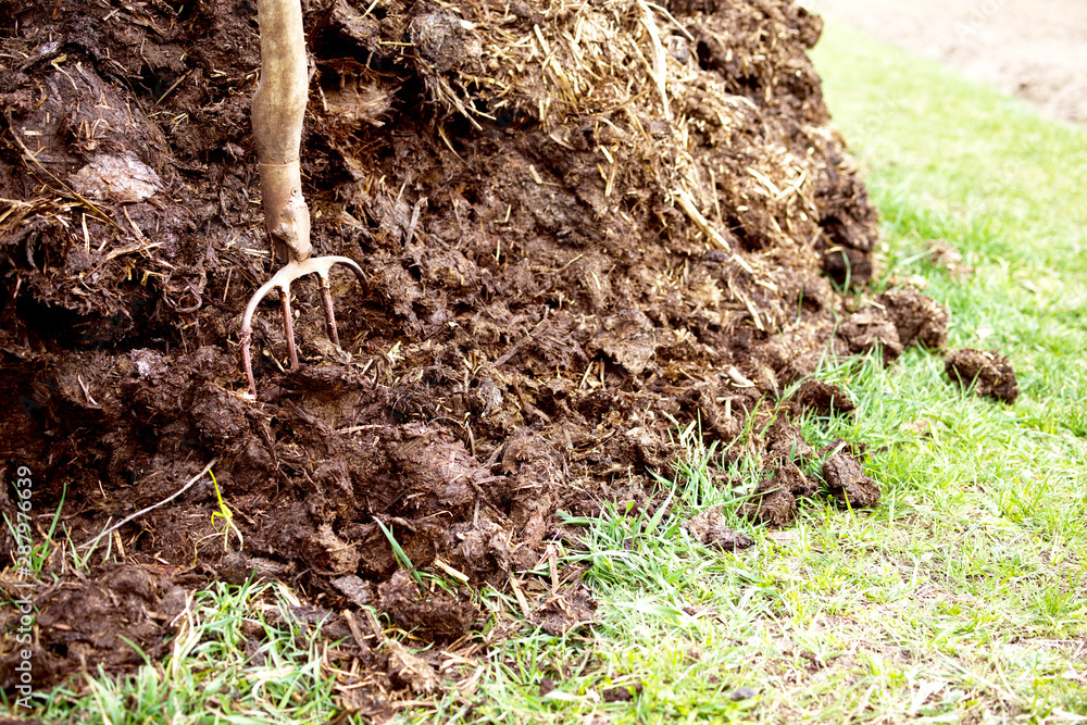 Fototapeta premium Pitchfork in manure. Agricultural works on a kitchen garden