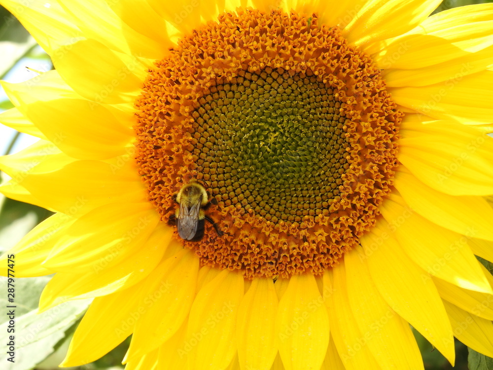 A drone on a sunflower flower A drone on a sunflower flower