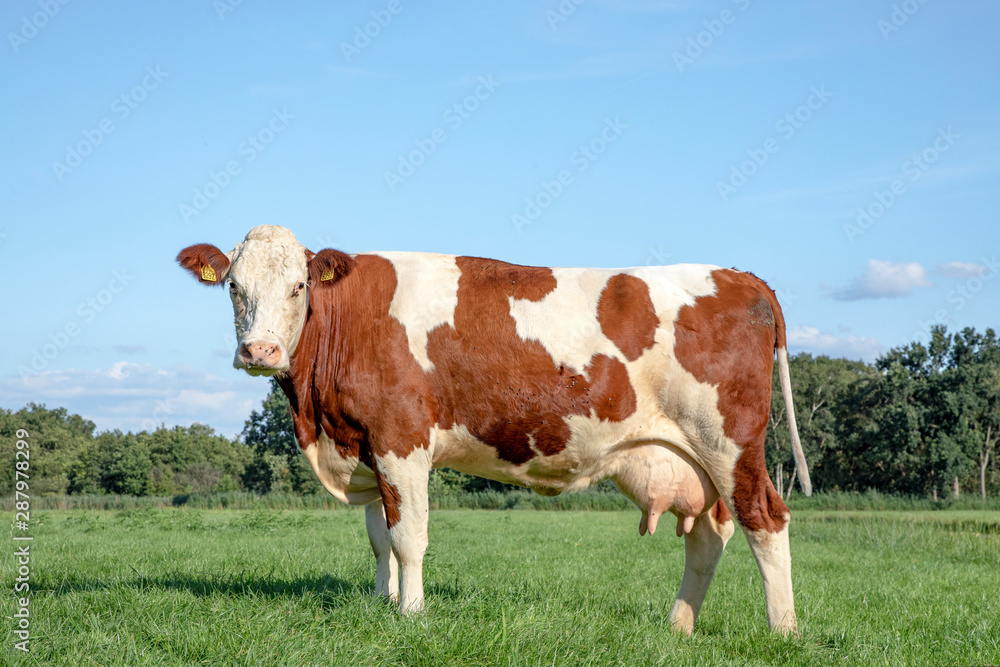 Cute cow with full udder standing in a meadow with trees at the background and a blue sky.