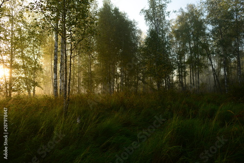 Birch trees in the sunlight of a foggy autumn morning sunrise in a deciduous forest