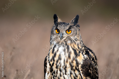 Portrait of an Eurasian Eagle Owl (Bubo bubo)