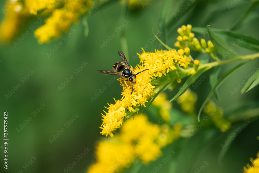 Common Aerial Yellowjacket on Goldenrod Flowers Common Aerial Yellowjacket on Goldenrod Flowers