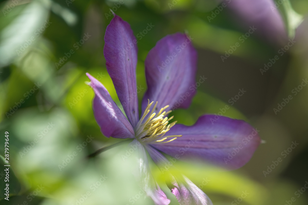 Purple beautiful flower Clematis Jackmanii (Atragene Clematis) in garden. Beautiful spring holiday greeting card. Purple beautiful flower Clematis Jackmanii (Atragene Clematis) in garden. Beautiful spring holiday greeting card.
