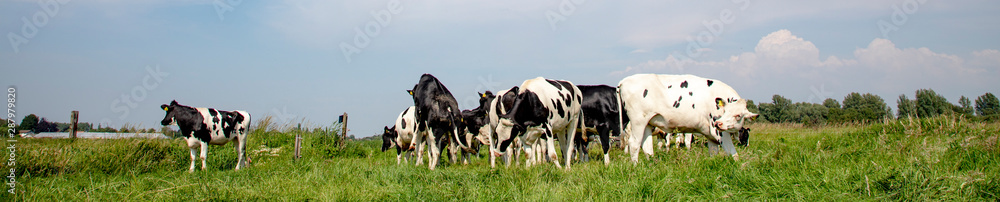Group of young cows, black and white, playing, one looking out into the distance.