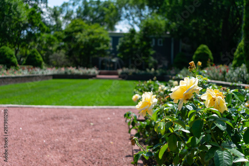 A Closeup of Yellow Roses at the Merrick Rose Garden in Evanston Illinois