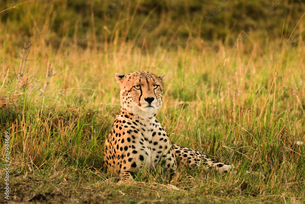 cheetah on lookout cheetah on lookout