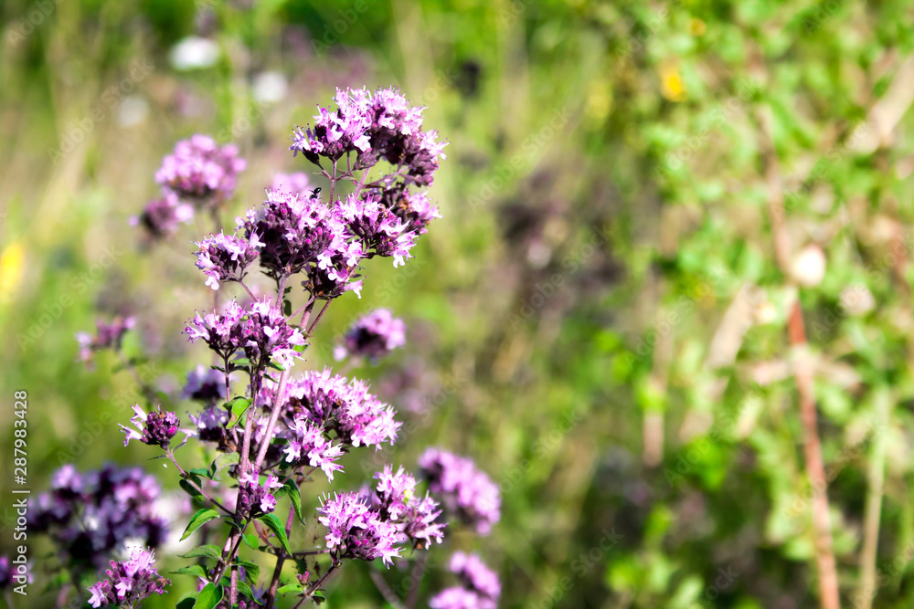 Beautiful wild oregano flowers on a summer meadow Beautiful wild oregano flowers on a summer meadow