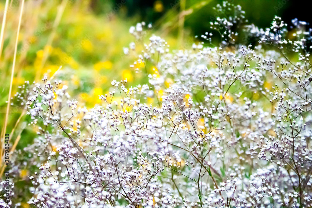 Fototapeta premium Wild Gypsophila flowers on summer meadow background