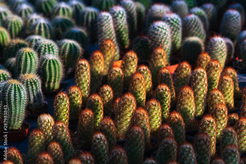 Beautiful many vibrant green small cactus in flower pots pattern texture in flower shop for background or wallpaper. Beautiful many vibrant green small cactus in flower pots pattern texture in flower shop for background or wallpaper.