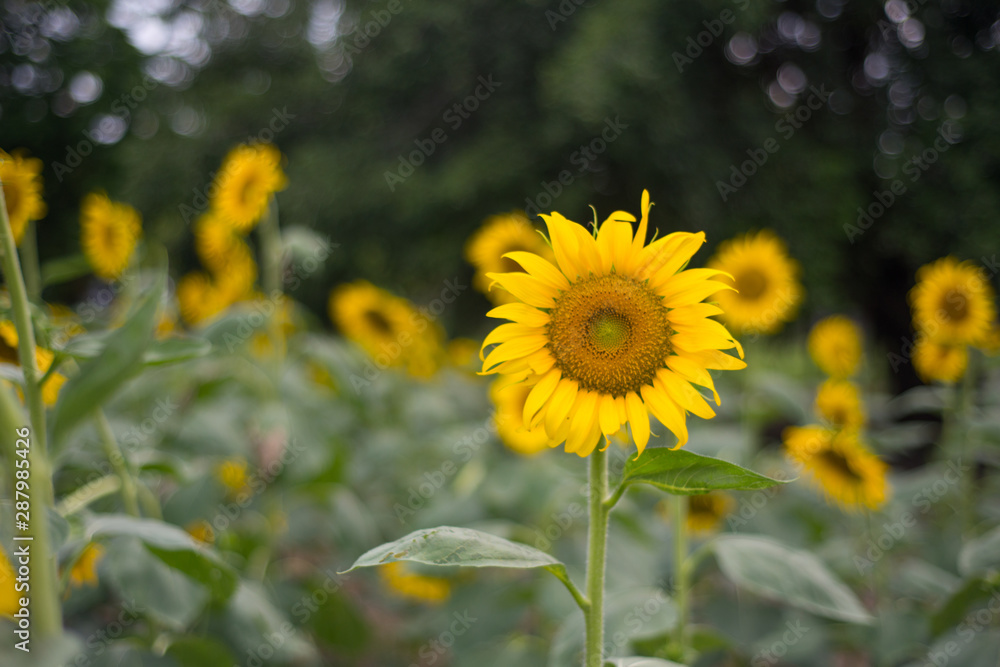 Yellow Sunflower in garden Yellow Sunflower in garden