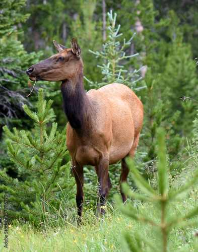 Elk looking off