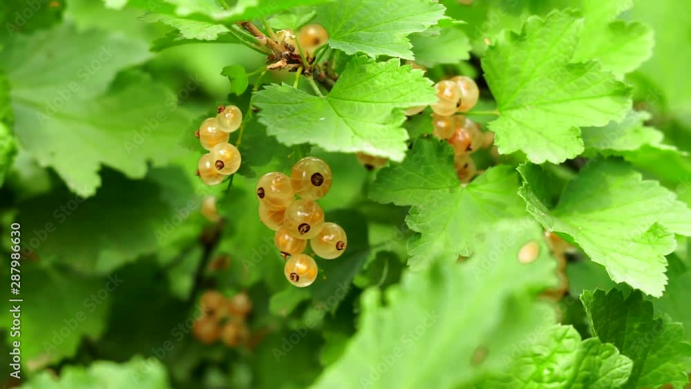berry white currant on a branch of a shrub in the open air cultivation of useful berries berry white currant on a branch of a shrub in the open air cultivation of useful berries