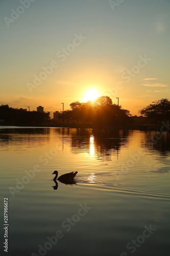 Goose at Sunset