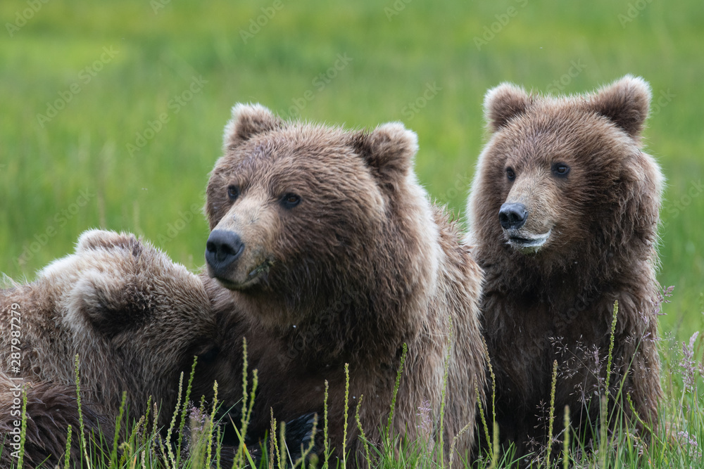 Female coastal brown bear (Ursus arctos) feeding cubs in Lake Clark National Park, Alaska Female coastal brown bear (Ursus arctos) feeding cubs in Lake Clark National Park, Alaska