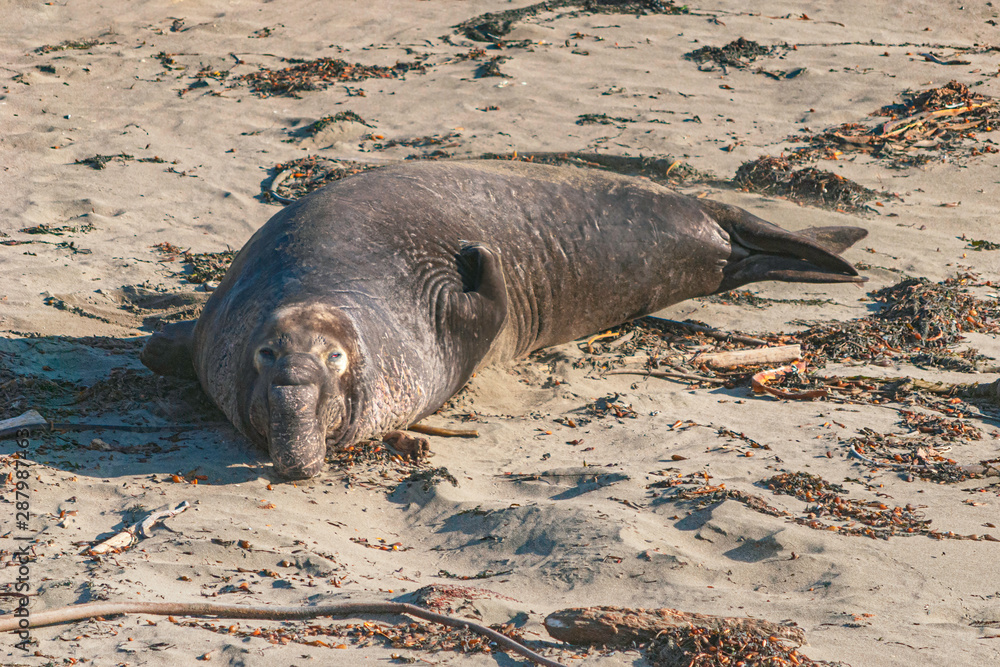 a typical male elephant seal flipping sand on himself on the beach near San  Simeon California surround by kelp seaweed Stock Photo | Adobe Stock