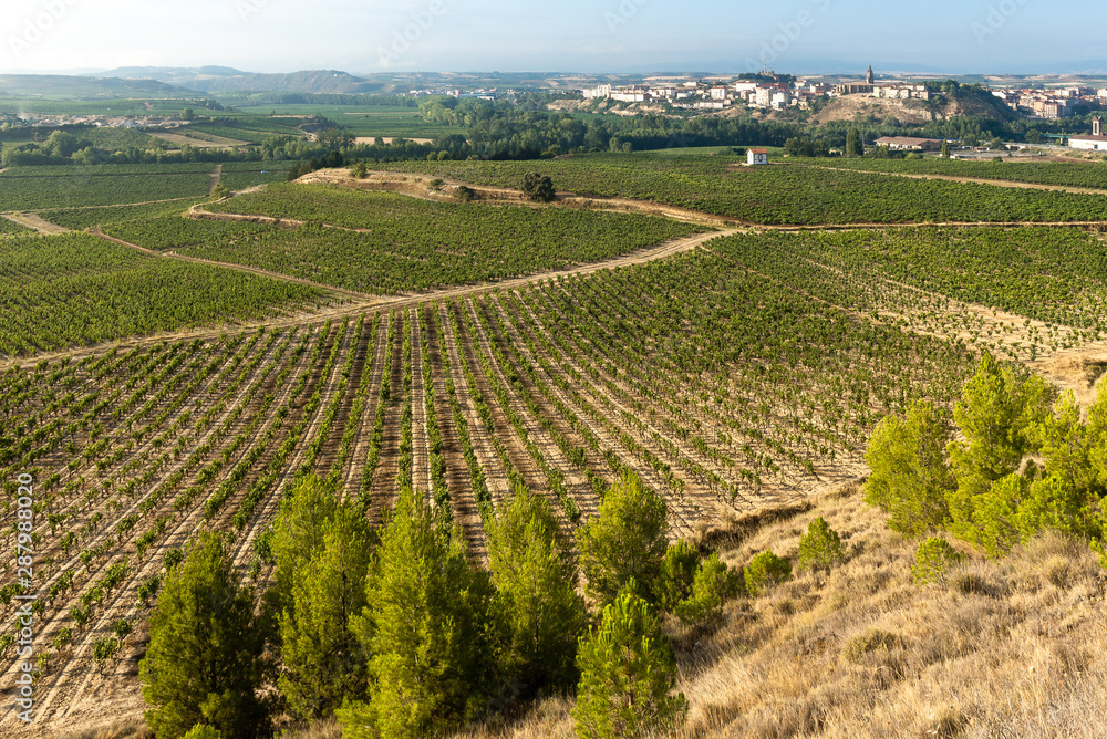Vineyards in summer with Haro village as background, La Rioja, Spain