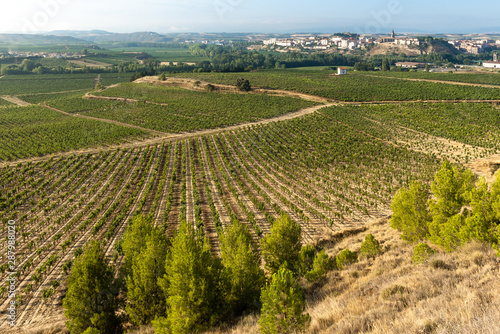 Vineyards in summer with Haro village as background, La Rioja, Spain