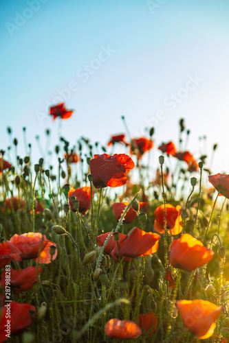 field of red poppies  in summer time