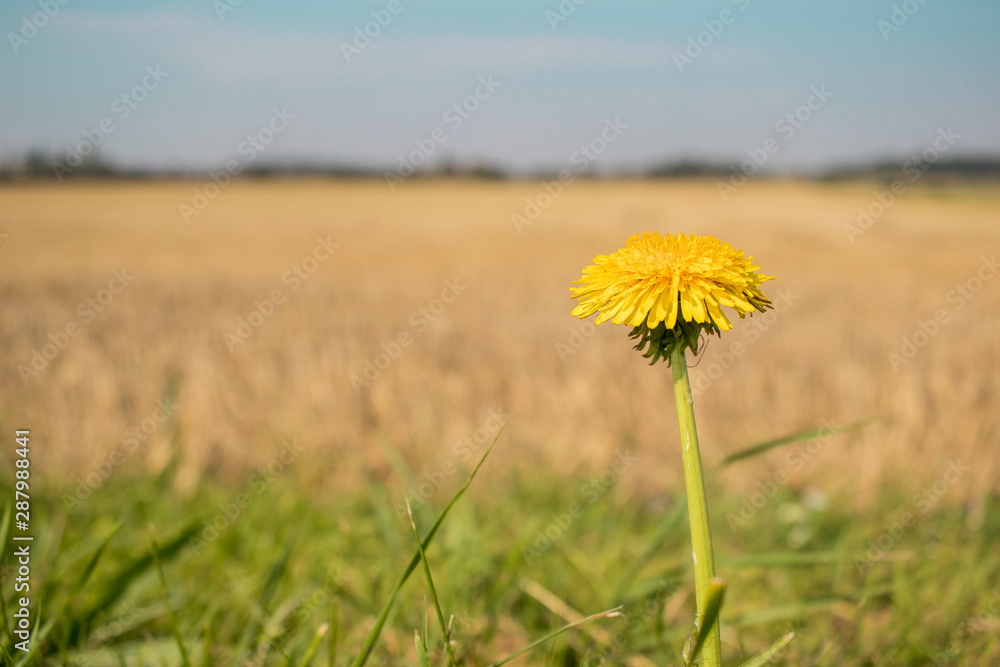 field with dandelion foreground