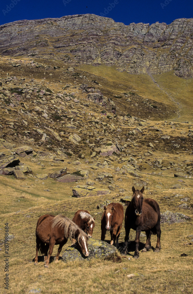 cheval de trait, race comtois, 64, Pyrenées Atlantique