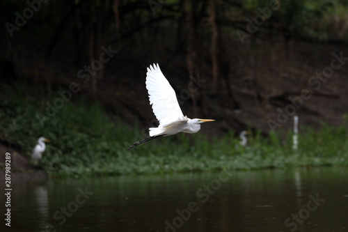 Reserva Natural pacaya Samiria en la selva amazonica de Peru