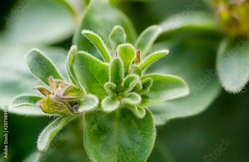 Wallpaper Mural green bud and leaves of petunia Torontodigital.ca