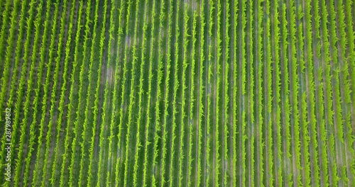 High aerial flying over rows of grapevines in a vineyard photo