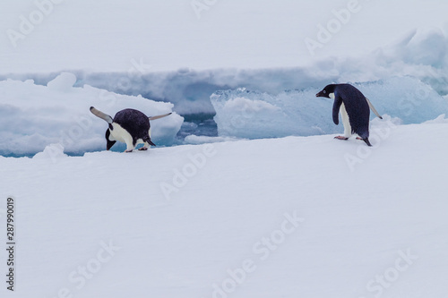 Adele Penguins on the ice plains of Antarctica