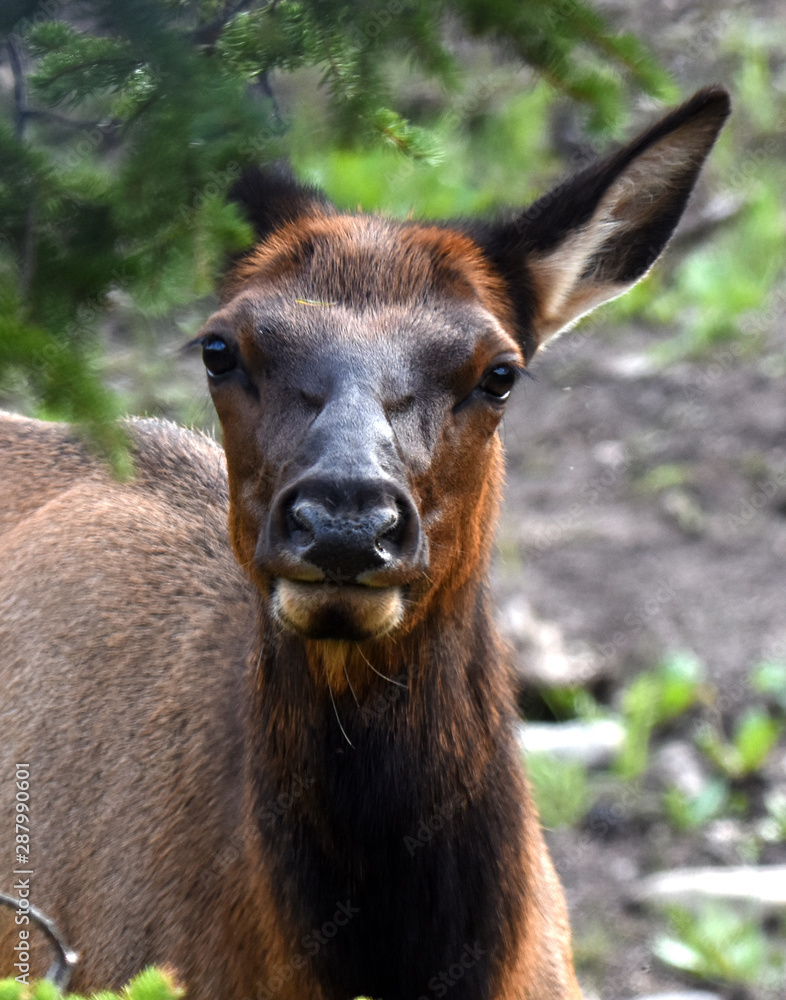 Fototapeta premium Elk hiding behind branches