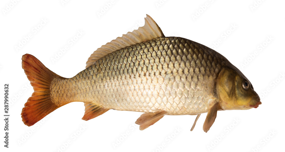 Common carp (Cyprinus carpio) isolated Common carp (Cyprinus carpio) isolated