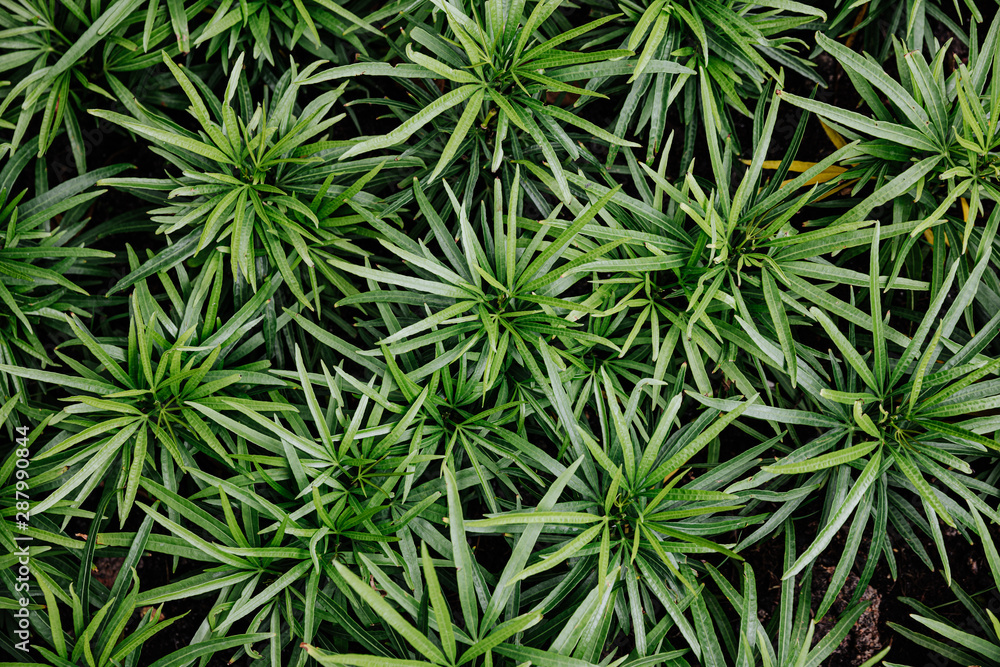 View from above green grass background texture. View from above green grass background texture.