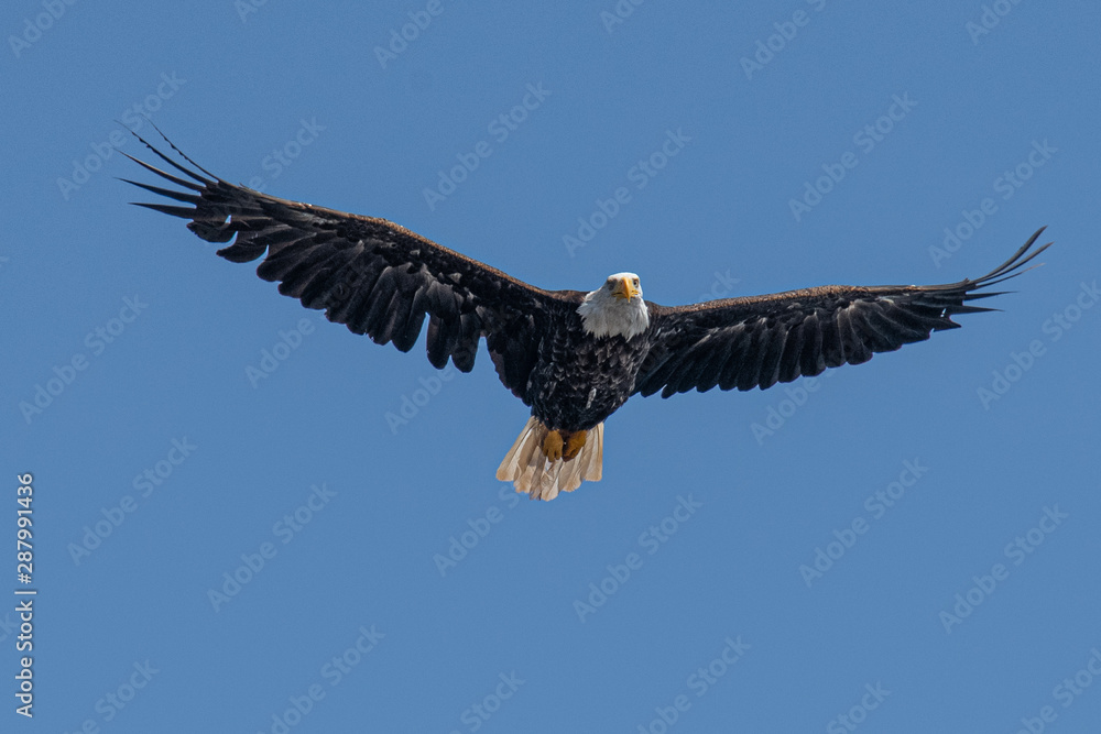 Obraz premium American Bald Eagle in Flight