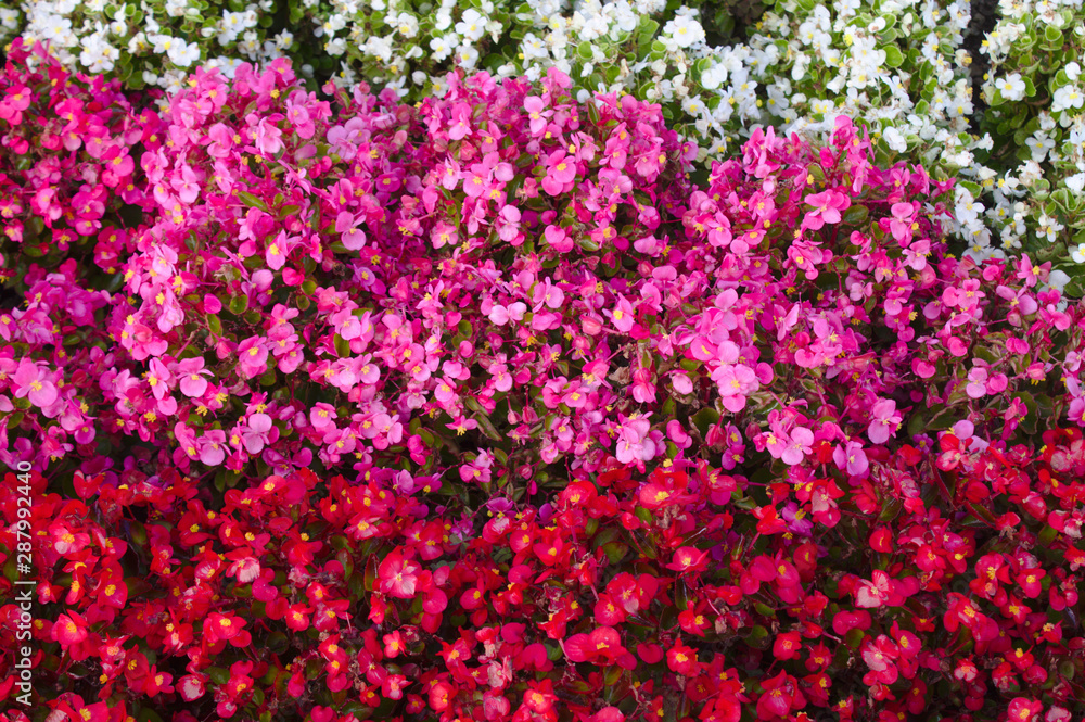 Obraz premium Semperflorens-Begonien