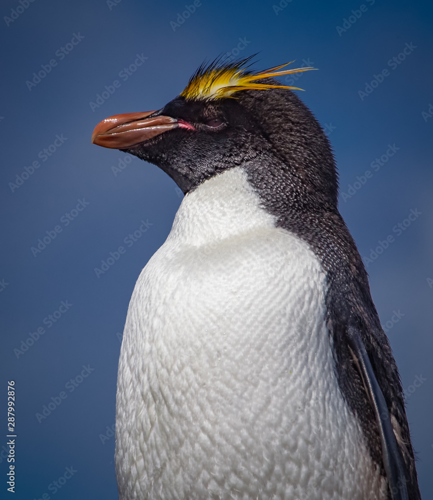 Naklejka premium Macaroni penguin with yellow punk style head feather