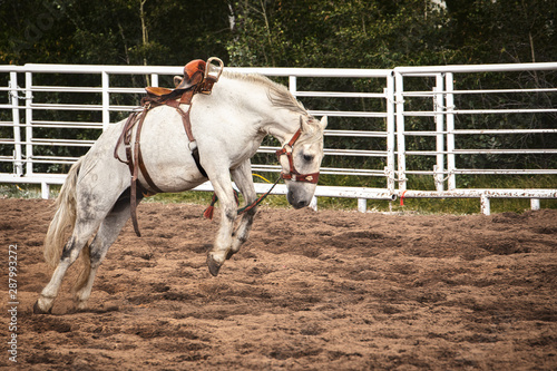 Canvastavla Side profile of a saddled white horse bucking in the soft dirt of an outdoor are