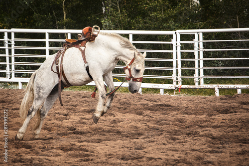 Side profile of a saddled white horse bucking in the soft dirt of an outdoor arena