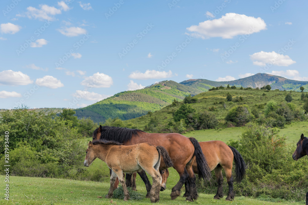 Naklejka premium caballos