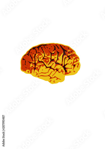 Gehirn Brain Abbildung Grafik Vektor