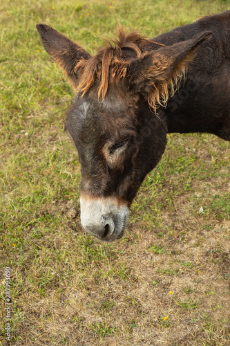donkey portrait isolated in the field. look down