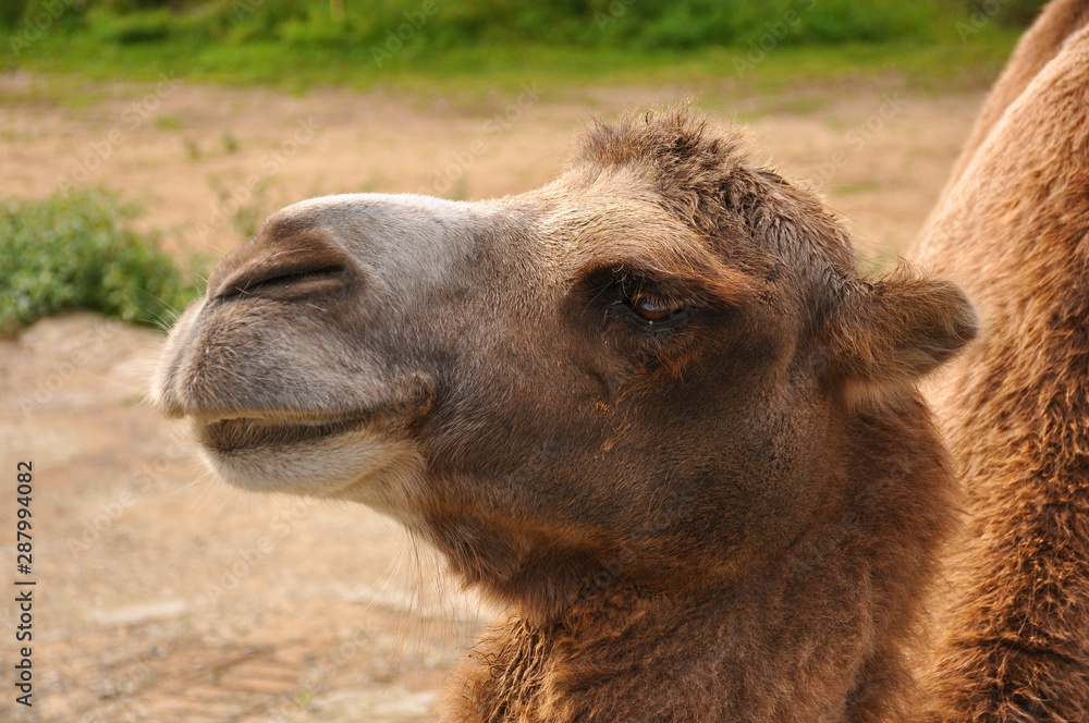 Fototapeta premium Camel in the zoo close-up. Animals, nature, mammals