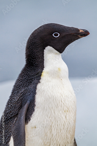 Profile of adele penguin in Antarctica
