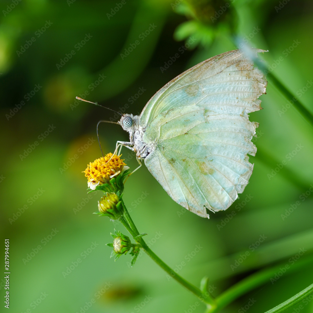 Butterflies are sucking sweet of Coat buttons, Mexican daisy is beautiful flowers are blooming with bright yellow.