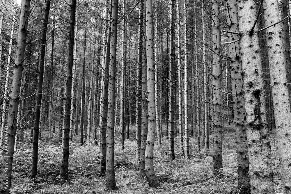 Naklejka premium Young pine forest in the Carpathian mountains in Transylvania, Romania, monochrome image.