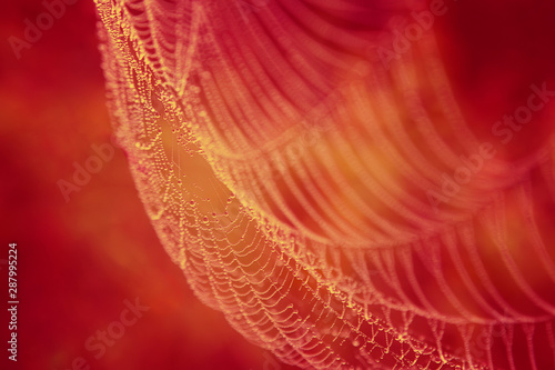 background spider web in morning dew drops on green grass. sun glare