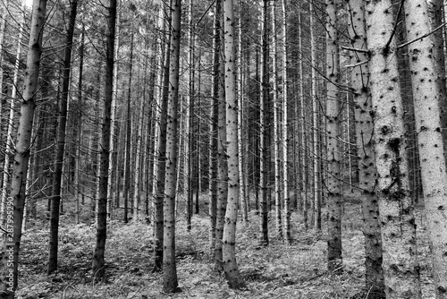 Young pine forest in the Carpathian mountains in Transylvania, Romania, monochrome image.