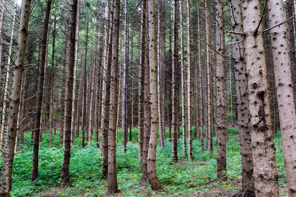 Fototapeta premium Young pine forest in the Carpathian mountains in Transylvania, Romania.