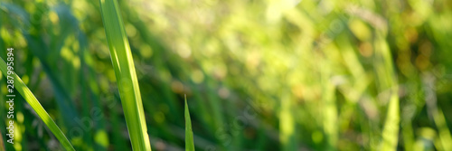 Close up of fresh thick grass with water drops